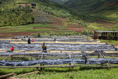 Coffee Villages, Rwanda