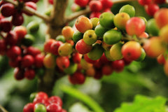 Coffee Villages, Rwanda