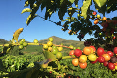 Coffee Villages, Rwanda