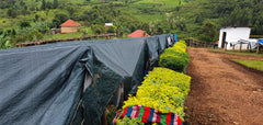 Kingha Collective, Uganda
