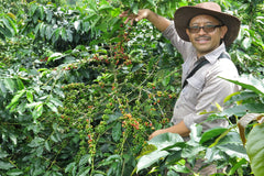 Java Frinsa Estate (Honey), Indonesia