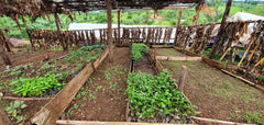 Kingha Collective, Uganda