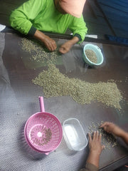 Java Frinsa Estate (Honey), Indonesia