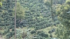 Java Frinsa Estate (Honey), Indonesia
