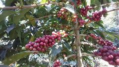Java Frinsa Estate (Honey), Indonesia