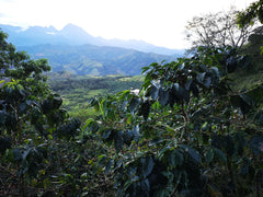 La Claudina, Colombia