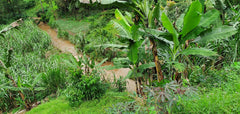 Kingha Collective, Uganda