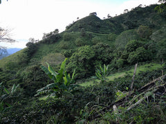 La Claudina, Colombia